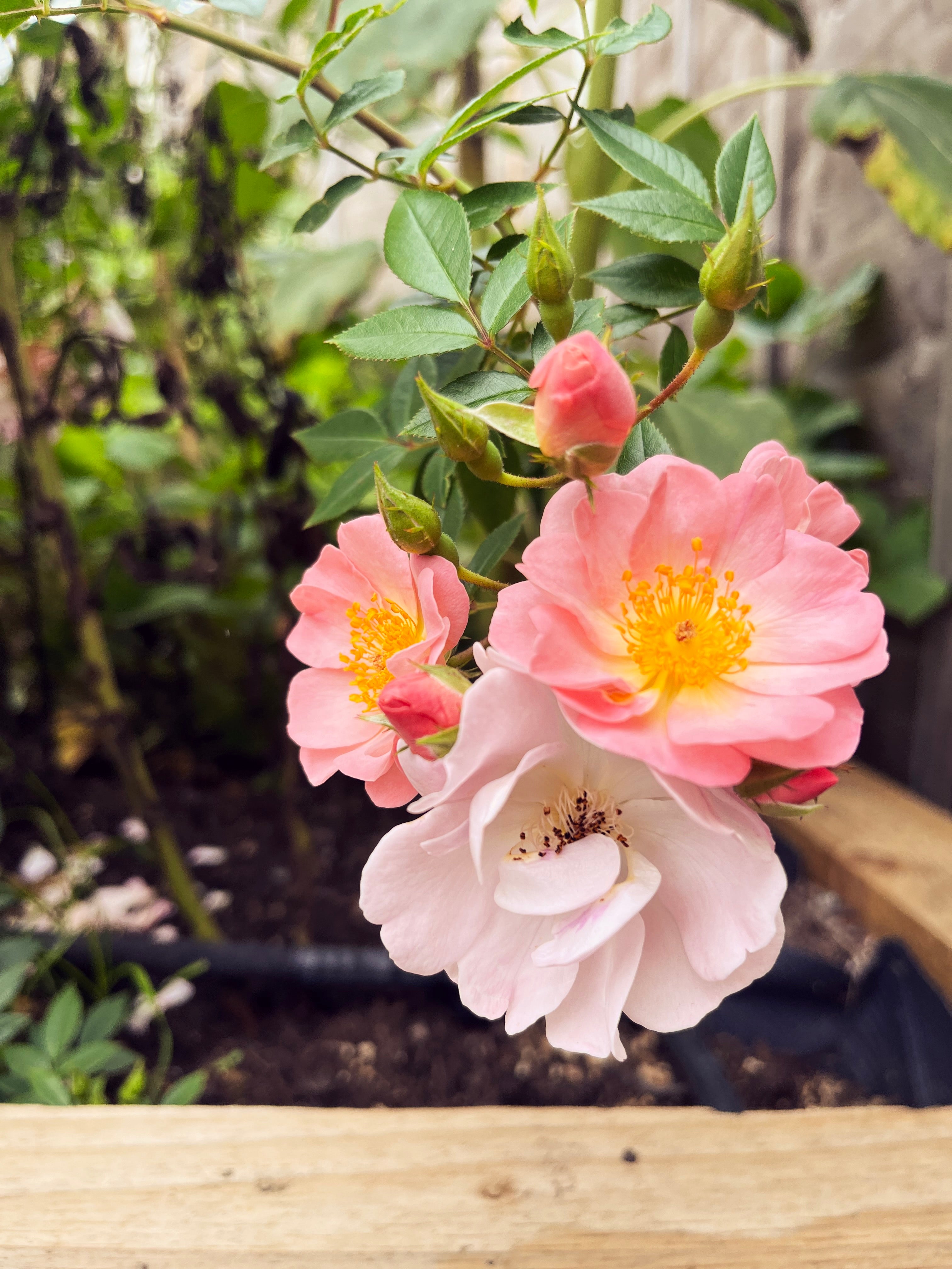 No.2 ENGLISH ROSE | ORGANIC HANDMADE SOAP